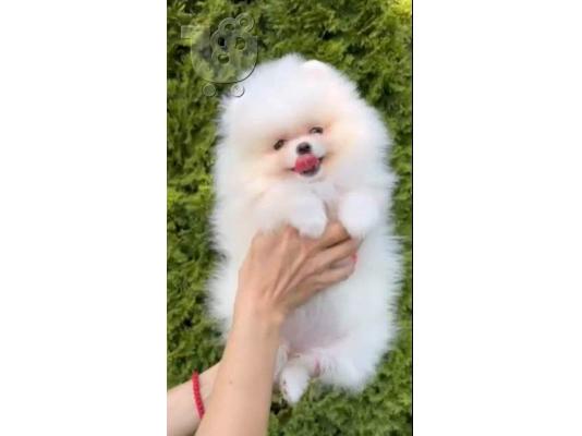 Όμορφες Pomeranians BOO